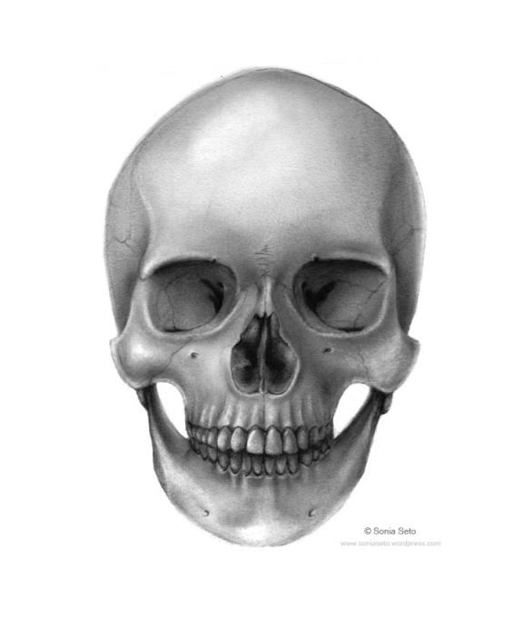 Anterior View of Human Skull
